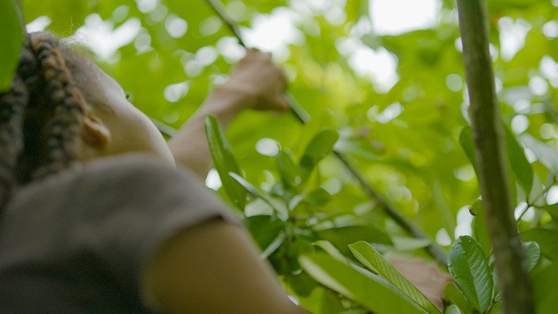 a young person peers through green leaves